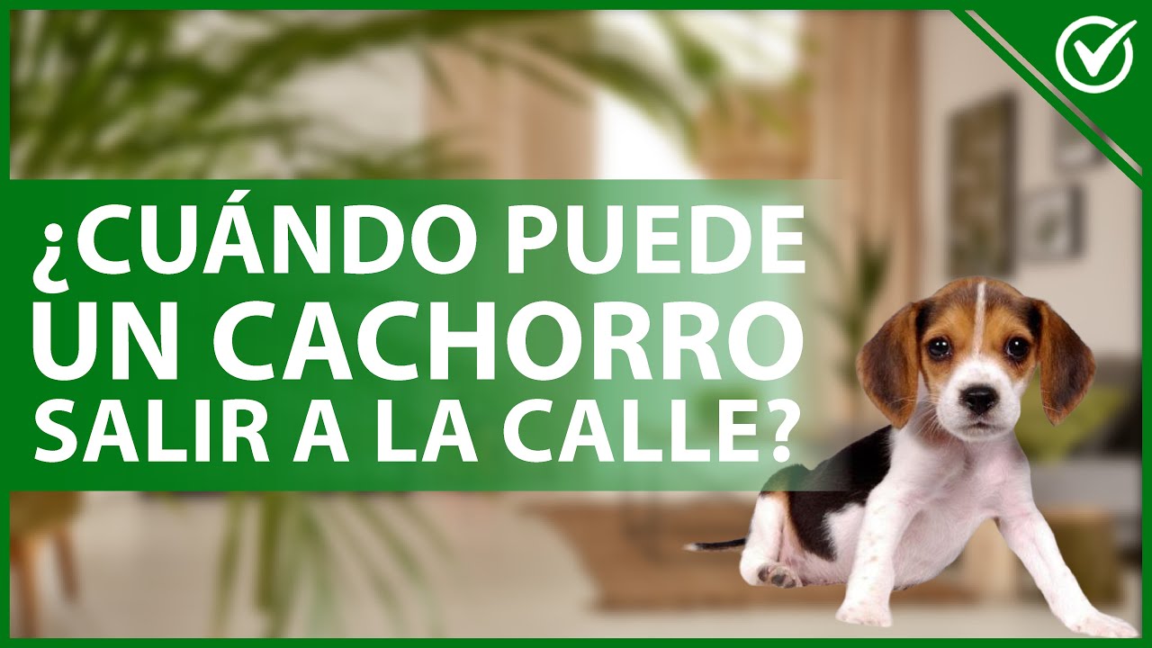 Cuando se puede juntar un cachorro con otros perros