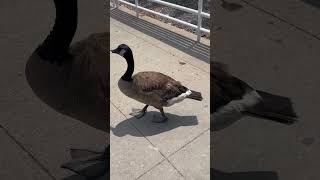 Just a Goose Enjoying His Daily Strolls and Greetings Jersey City with New York City Skyline