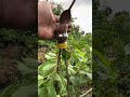 Easy plant propagation🪴 #satisfying #gardening #plants#shorts