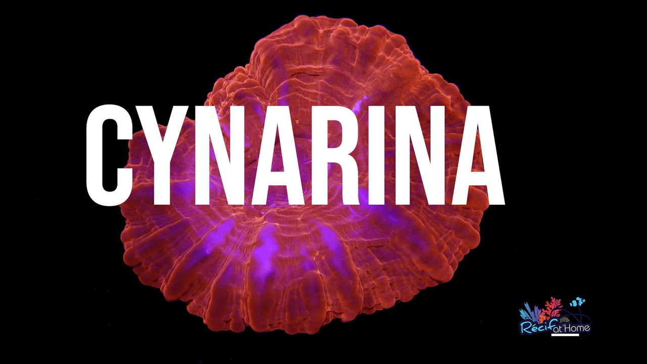 Cynarina un corail qui aime les endroits sombres