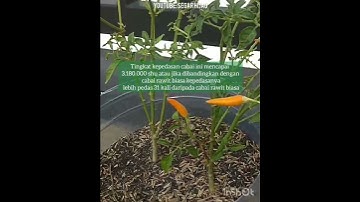 Cabai terpedas didunia saat ini mencapai 3,1Juta SHU🌶️🙌