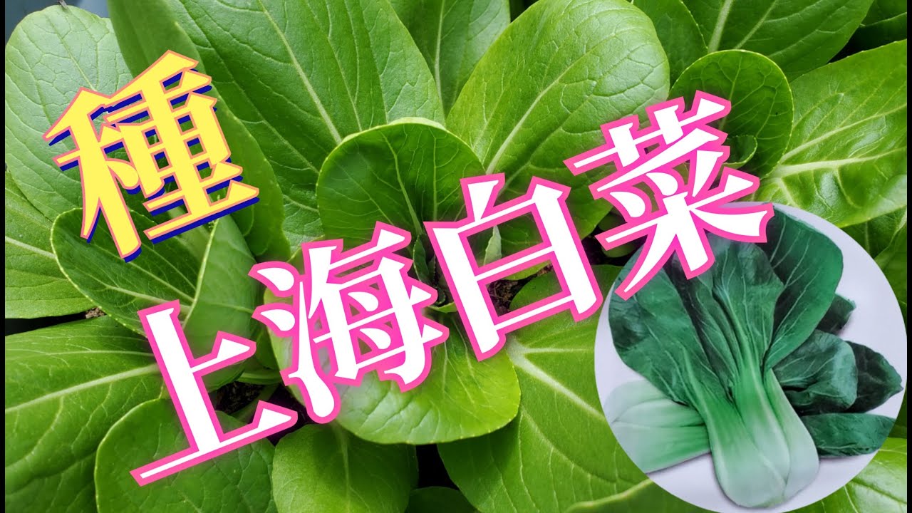 种上海青 油菜 上海白菜 经验 菜地 花盆 育苗 直播 Youtube