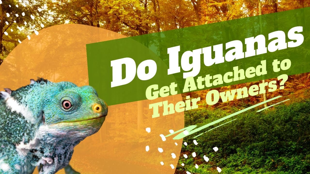 Do Iguanas Get Attached to Their Owners? The Surprising Way Iguanas Show Affection to Their