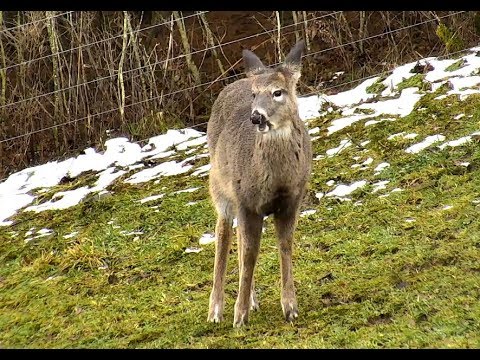 Grazing White Tailed