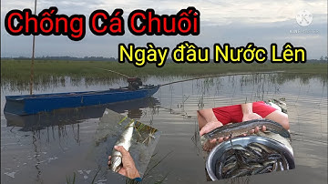 Đẩy Côn Bằng Máy Chống Chuối ( Đầu mùa Nước) Máy Chống Cá Lóc