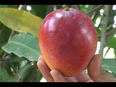 Video: Árboles frutales del centro norte: cultivo de frutas en el norte superior de EE. UU