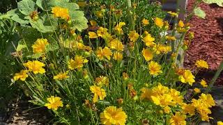 Summer daisy's blowing in the wind