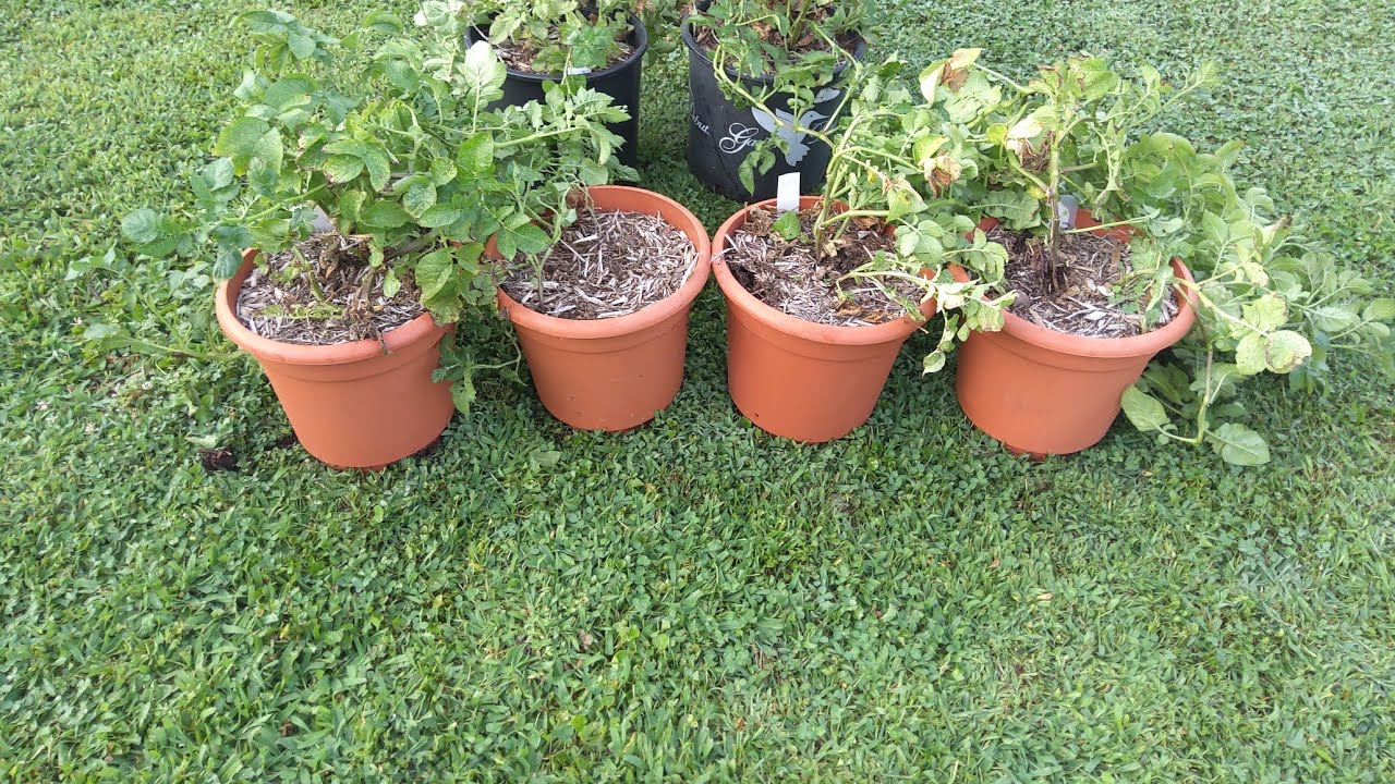 Great potato harvest from 2 gallon flower pots 7/23/24 🌿 #ContainerGardening #UrbanFarming