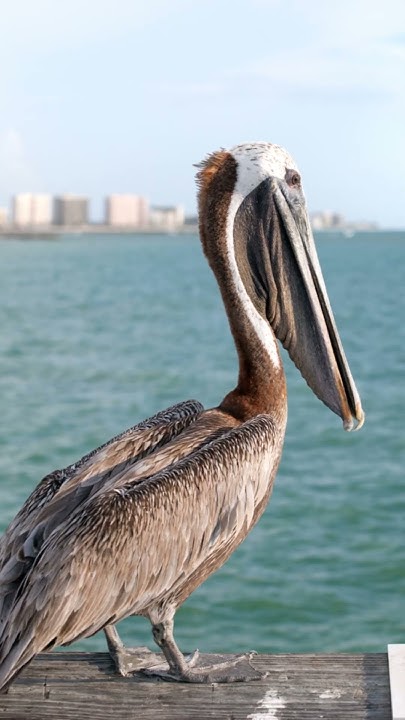 which-bird-has-the-longest-beak-short-shorts-birdbeak-youtube