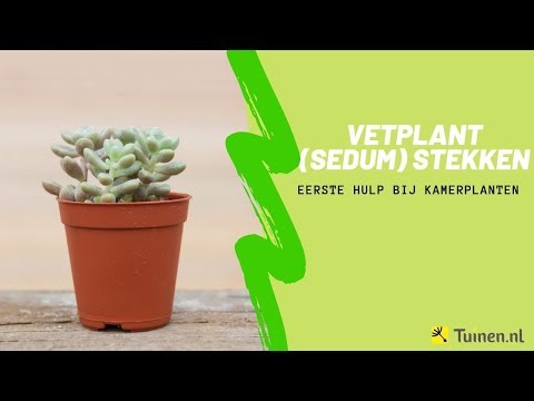 Video: Thuis Voor Kamerplanten Zorgen (21 Foto's): Hoe Plant Je Een Vetplant En Een Andere Bloem In Een Pot? Groeiende Technologie