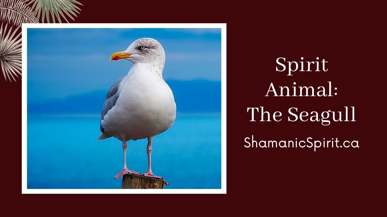 Animal Spirit Guide The Seagull (Shamanic Power Animal). Seagull