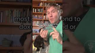 Dog disease outbreak of Leptospirosis- should you get the lepto vaccine?