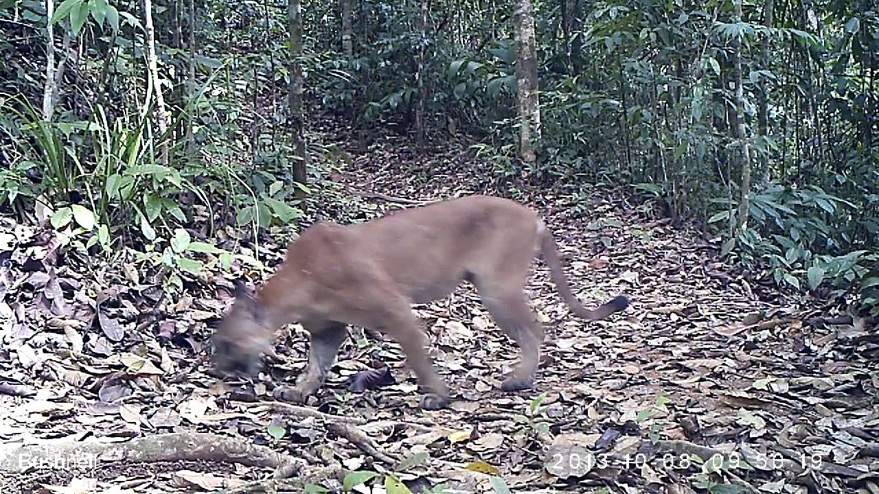 la puma costa rica