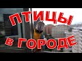 ПТИЦЫ В ГОРОДЕ Кто прилетает на кормушку? Кормушка для птиц своими руками Корм для птиц