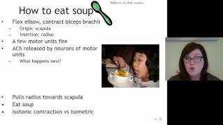 BIO 271 Skeletal muscle physiology Muscle relaxation, muscle growth and repair and energy for muscle