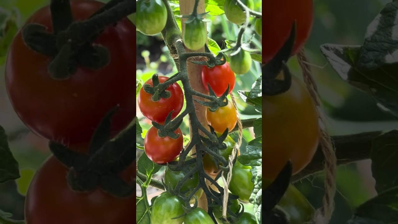 Jetzt beginnt die Tomatenernte im Freiland! #tomaten #tomatenliebe #selbstversorger #tomatenzauber