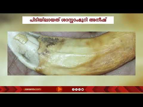 കാട്ടുപന്നിയുടെ പല്ലുമായി കുപ്രസിദ്ധ ഗുണ്ടാ നേതാവ് ശാസ്താംമുറി അനീഷ് ആലപ്പുഴയിൽ പിടിയിൽ