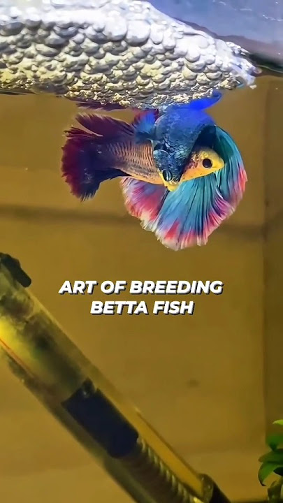 Betta fish breeding❤😍. how to hatch Betta fish egg. how to breed Betta fish