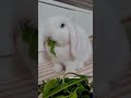 asmr, rabbit eating #cuteanimal #rabbit #minilop #bunny #うさぎ #pets