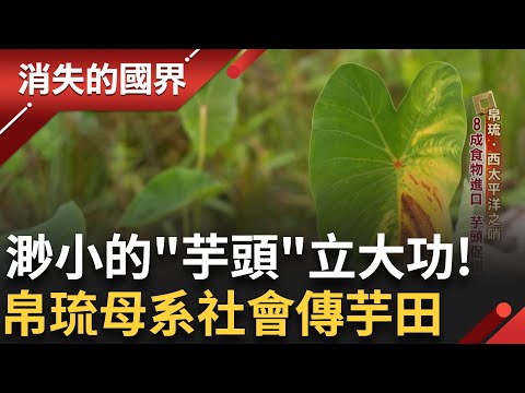 帛琉母系社會傳承芋頭田 芋頭本身到葉子都可食用 芋葉湯成慶典美食! 帛琉八成食物仰賴進口.加上極端氣候 促進種植計畫 避免糧食危機!｜【消失的國界】20250401｜三立新聞台