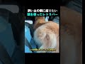 飼い主の隣に座りたい頭を使ったレトリバー