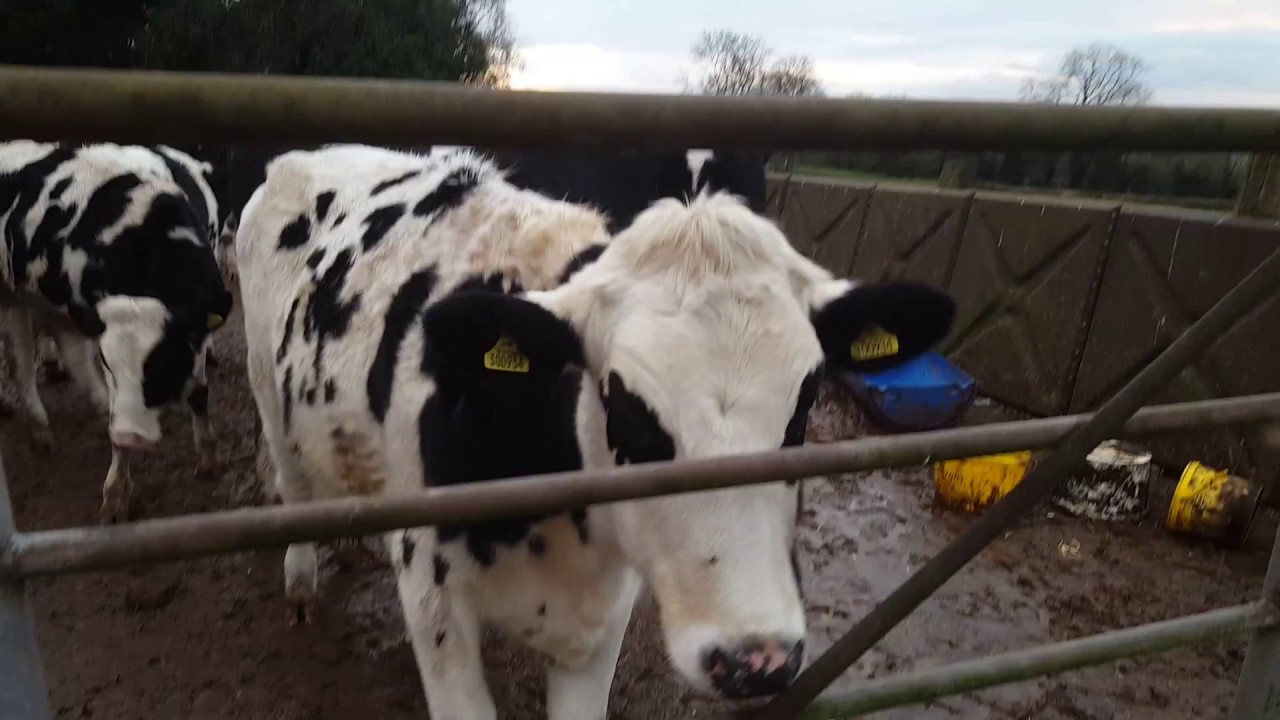 Cow eats bananas YouTube