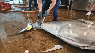 Fluency Cut 400kg Giant Bluefin Tuna