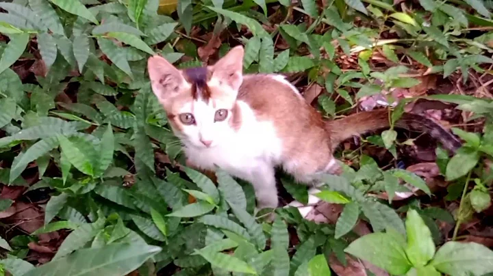 Watch the video about Persian kittens want rescue | Cat Rescue | Persian Cat Food | Cat Shelter