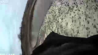Camera mounted on falcon films duck attack