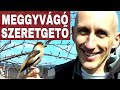 Meggyvágó szeretgető