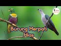 Peluang Usaha Burung Merpati Hias