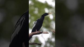 water hunter: Anhinga #facts #wildlife #birds #documentary #anhinga