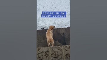 Spying on my doggo outside #sneakysasquatch #goldenretriever #doggos