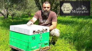Επιθεώρηση παραφυαδας & έλεγχο για αποδοχή βασίλισσας - Μέλι Μαργαρίτα