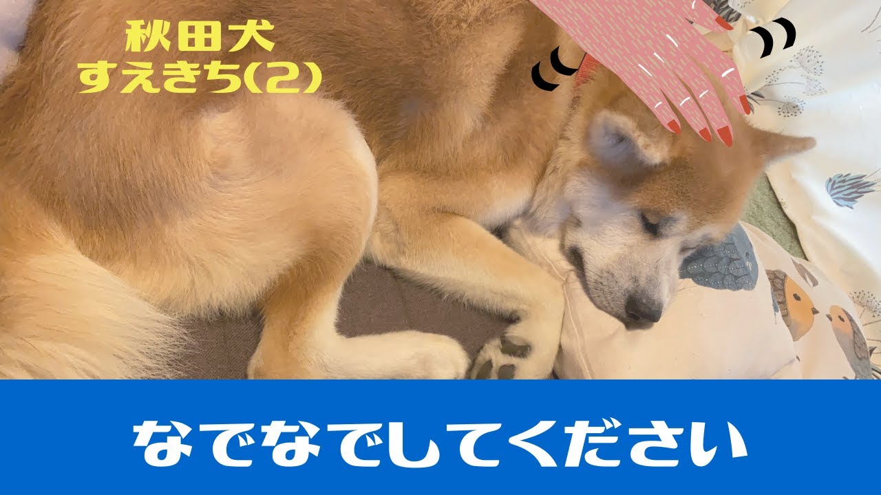 【秋田犬】犬を撫でる、なでる【大型犬】 - YouTube