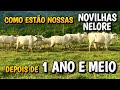 NOVILHAS NELORE MOJANDO E PARIDAS - VIDA NO CAMPO