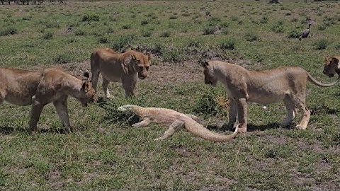 lionesses attack monitor lizard kill it by hit paw lions video 