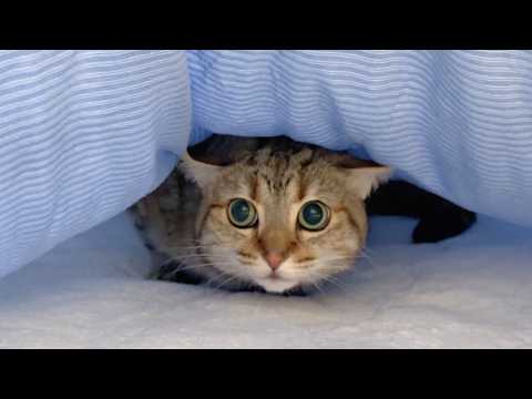 ポムさんとしまちゃん / ねこべや。 - YouTube