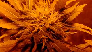508 Recreational: The Results of A Craigslist Grow