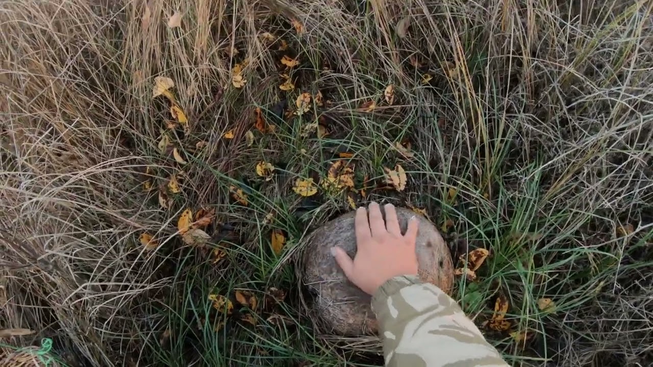 СИНИЯ НОЖКА В НАЧАЛЕ НОЯБРЕ - YouTube