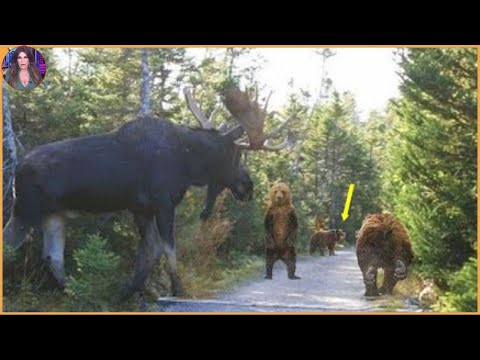 50 Epic Battles When Giant Moose Were Challenged by Other Animals. #wildanimals #wildlife #animals