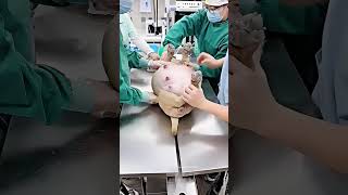 dog Was in Pain… Then This Happened 😯 #shorts