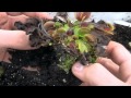 #32 Carniplant-Plantas carnívoras-Plantel de Dionaea muscipula