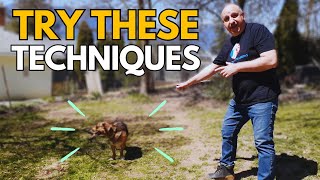 🔥These are the EXERCISES that I do with my dog 🐕EVERY DAY by Saro Dog Training 786 views 11 months ago 8 minutes