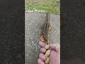 Feeding Reba, my chipmunk friend #critterfeeder #handfeeding #wildlife #animals #chipmunk