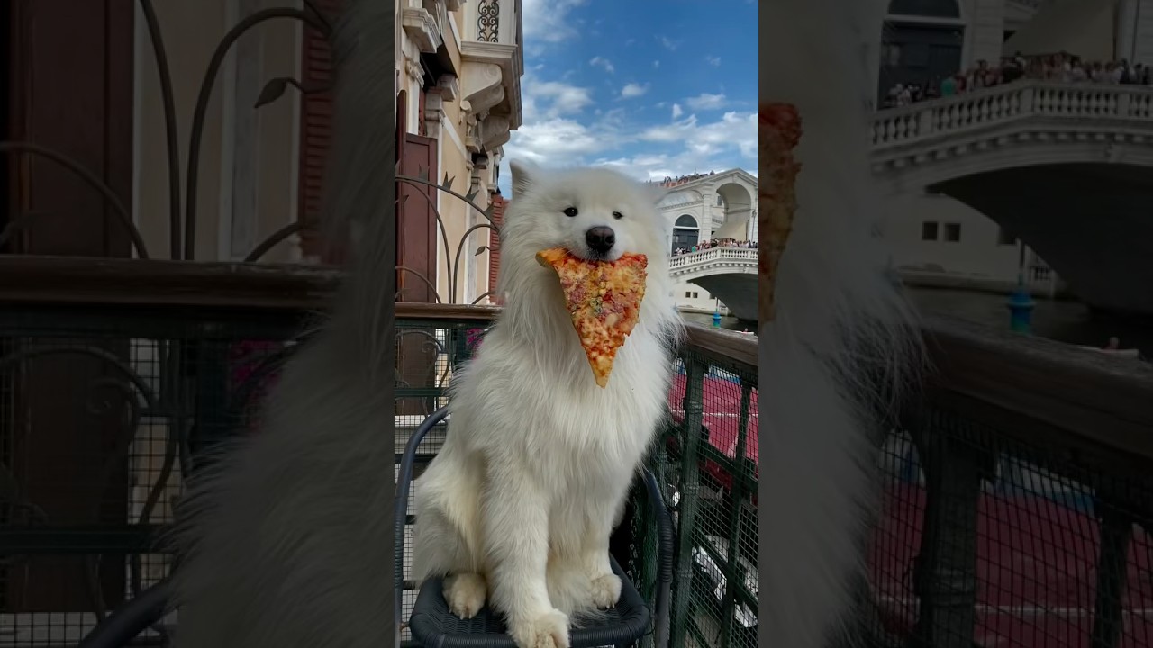 Best of European summer ☀️🌊🏖️ #summer #europe #dog #samoyed #travel