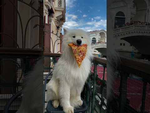 Best of European summer ☀️🌊🏖️ #summer #europe #dog #samoyed #travel