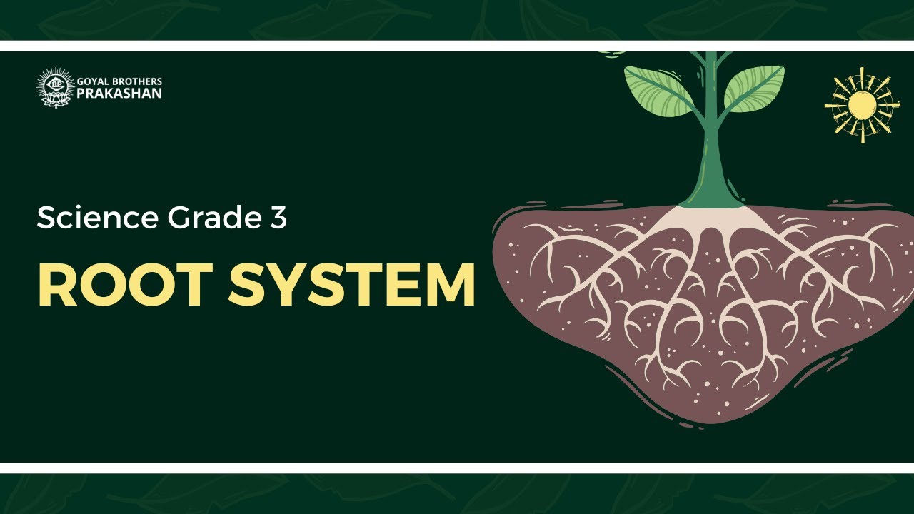 Root System | Class 3 | Illustrative Series | Goyal Brothers Prakashan ...