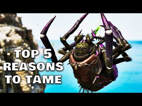 5 Reasons to Tame the NEW Araneo