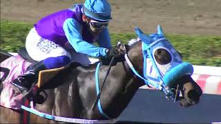 Vidéo de la course PMU PRIX NINQUIHUE